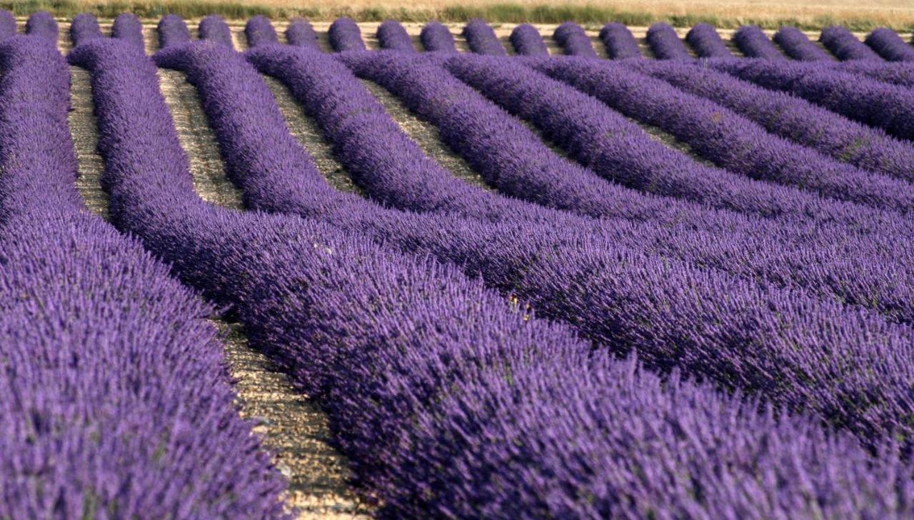 Prouvenco Séjour chez l'habitant Valensole