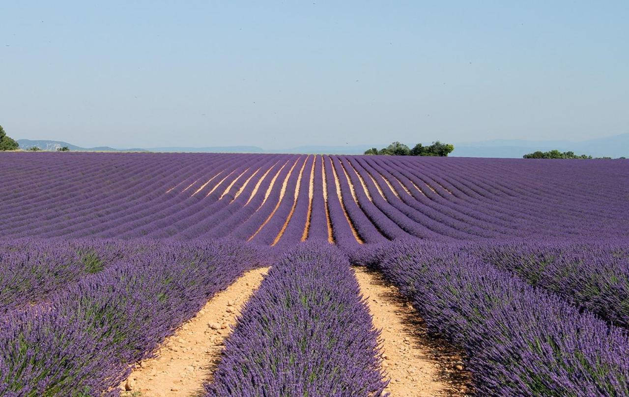 Prouvenco * Valensole